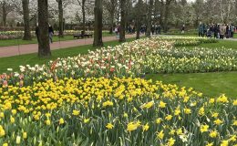Hollanda’da Keukenhof lale bahçesi ziyarete açıldı