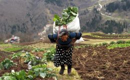 Doğu Karadeniz kırsalı yaşlandı: Kültür aktarımı risk altında