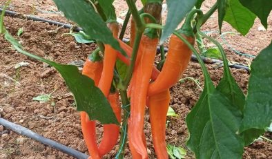 Samsun’da yüksek sıcaklık ve kuraklık stresine dayanıklı biber yetiştiriliyor