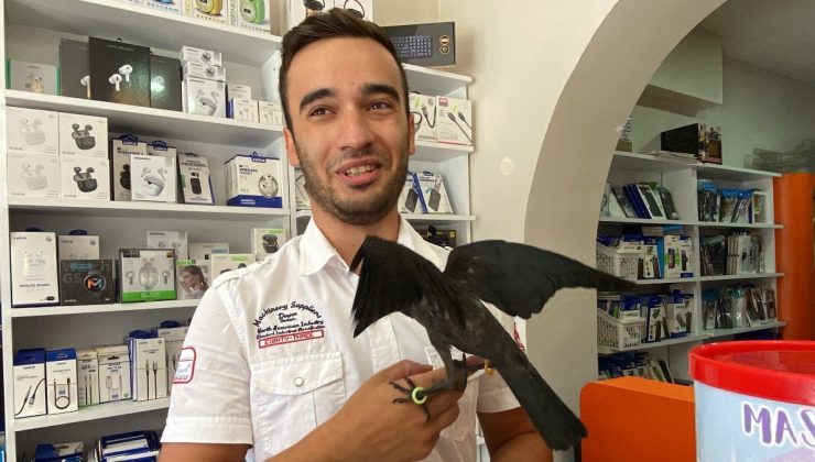 Kocaeli’de kediden kurtardıkları karga, dostları oldu