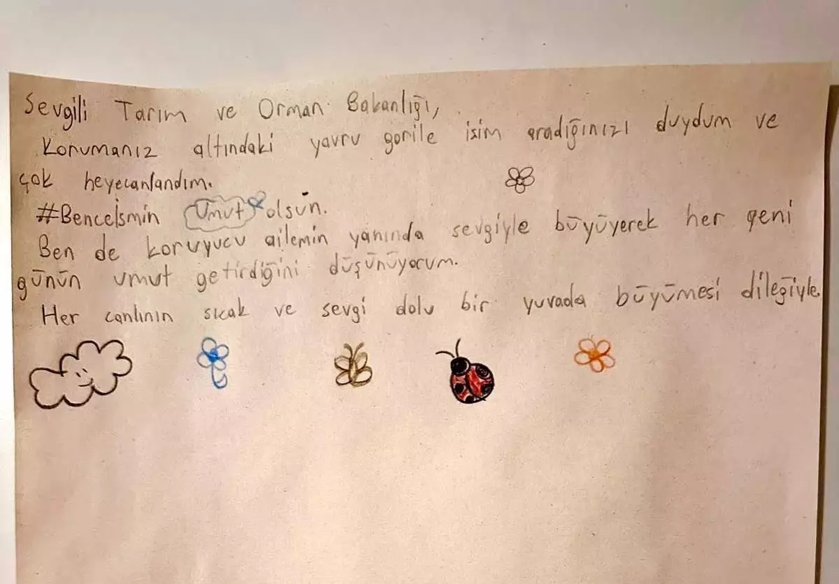 Koruyucu Aile Çocuğundan Yavru Gorile ‘Umut’ İsim Önerisi